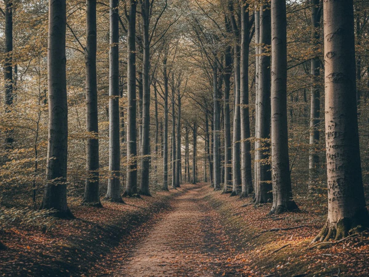 Waldweg im Haake mit hohen Buchen bei Hamburg-Heimfeld